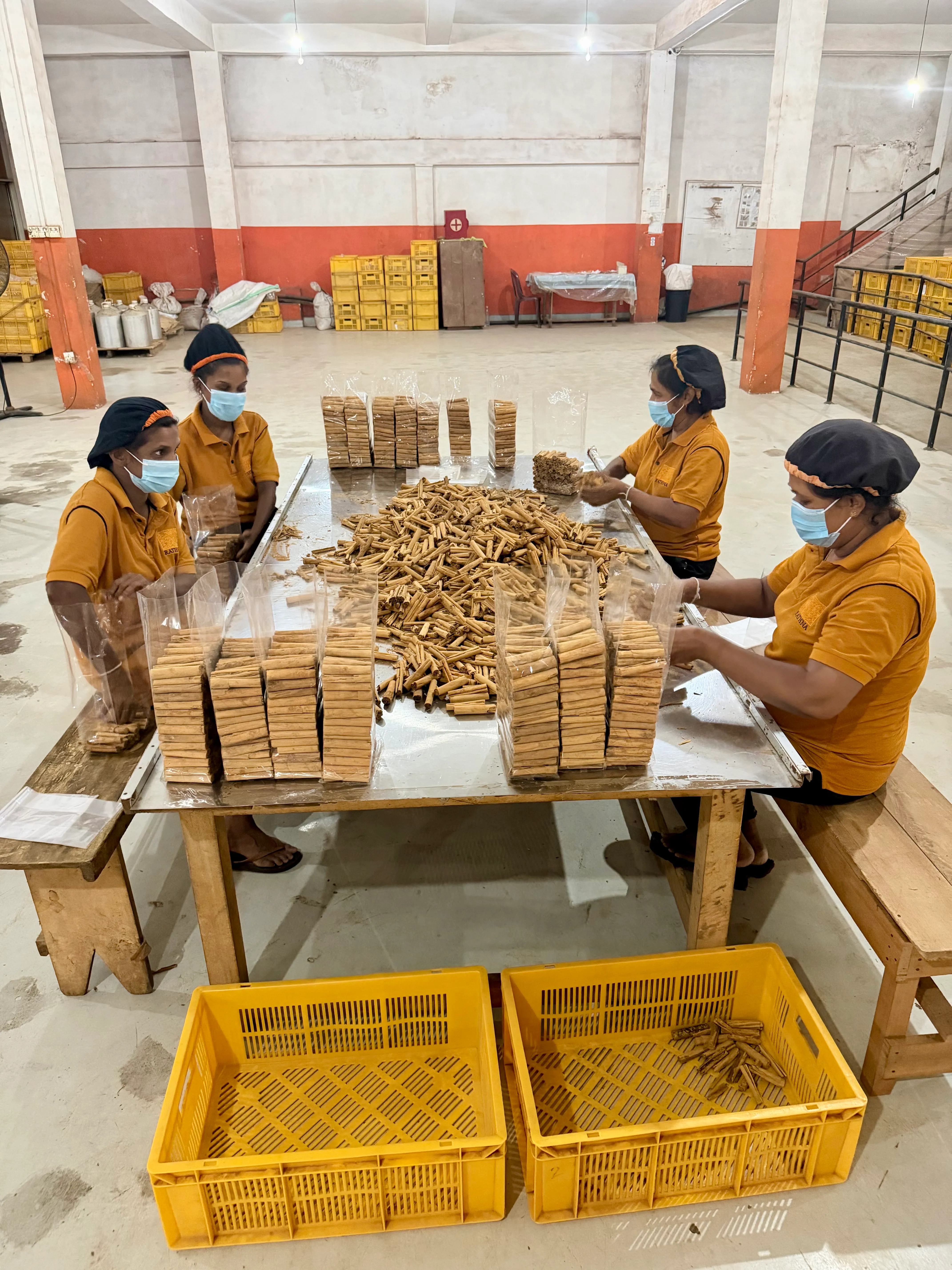 Peeling cinnamon bark by hand in Sri Lanka