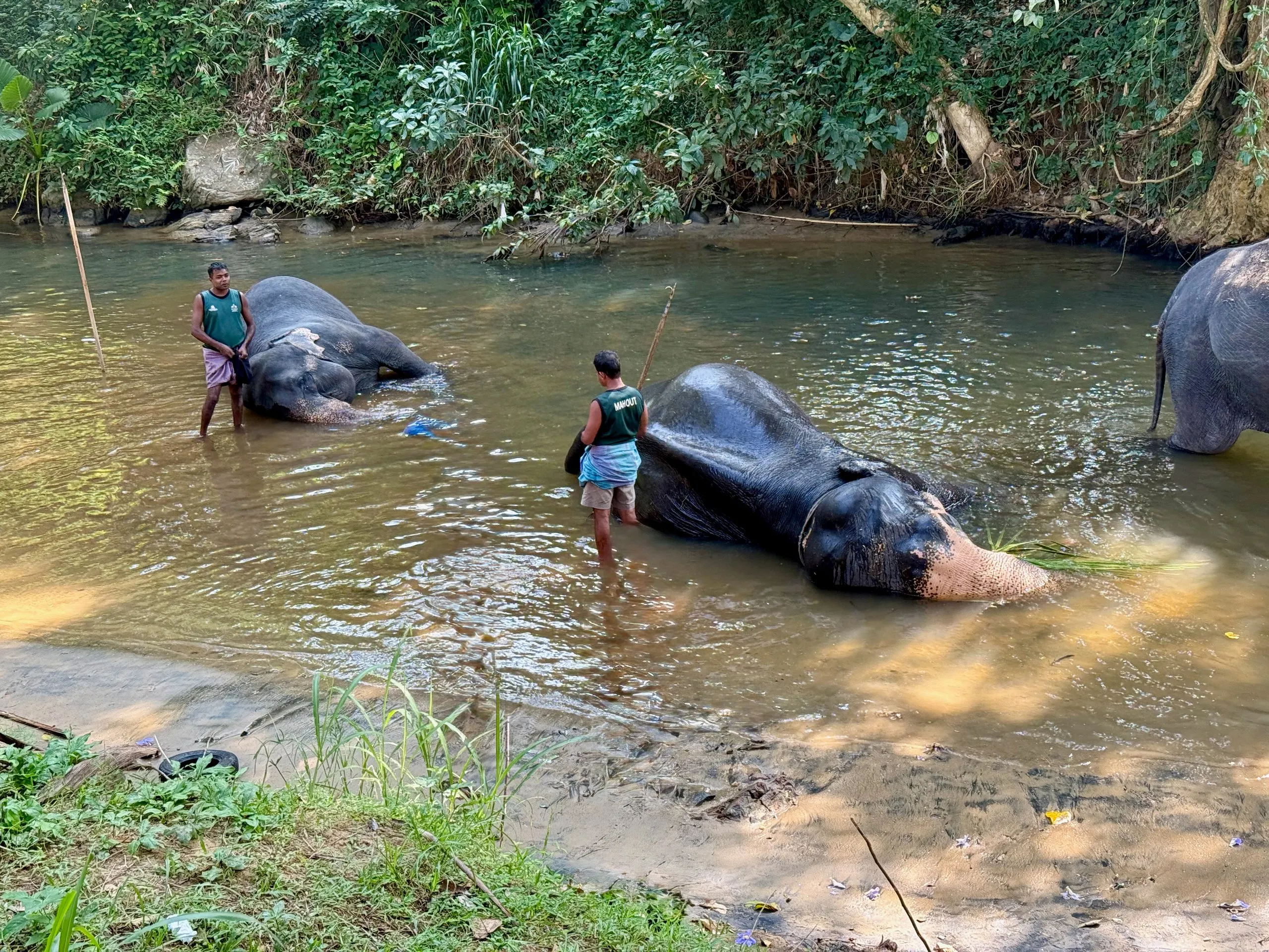 Two elephants lying in the river at bath time, two keepers standing beside them in the water