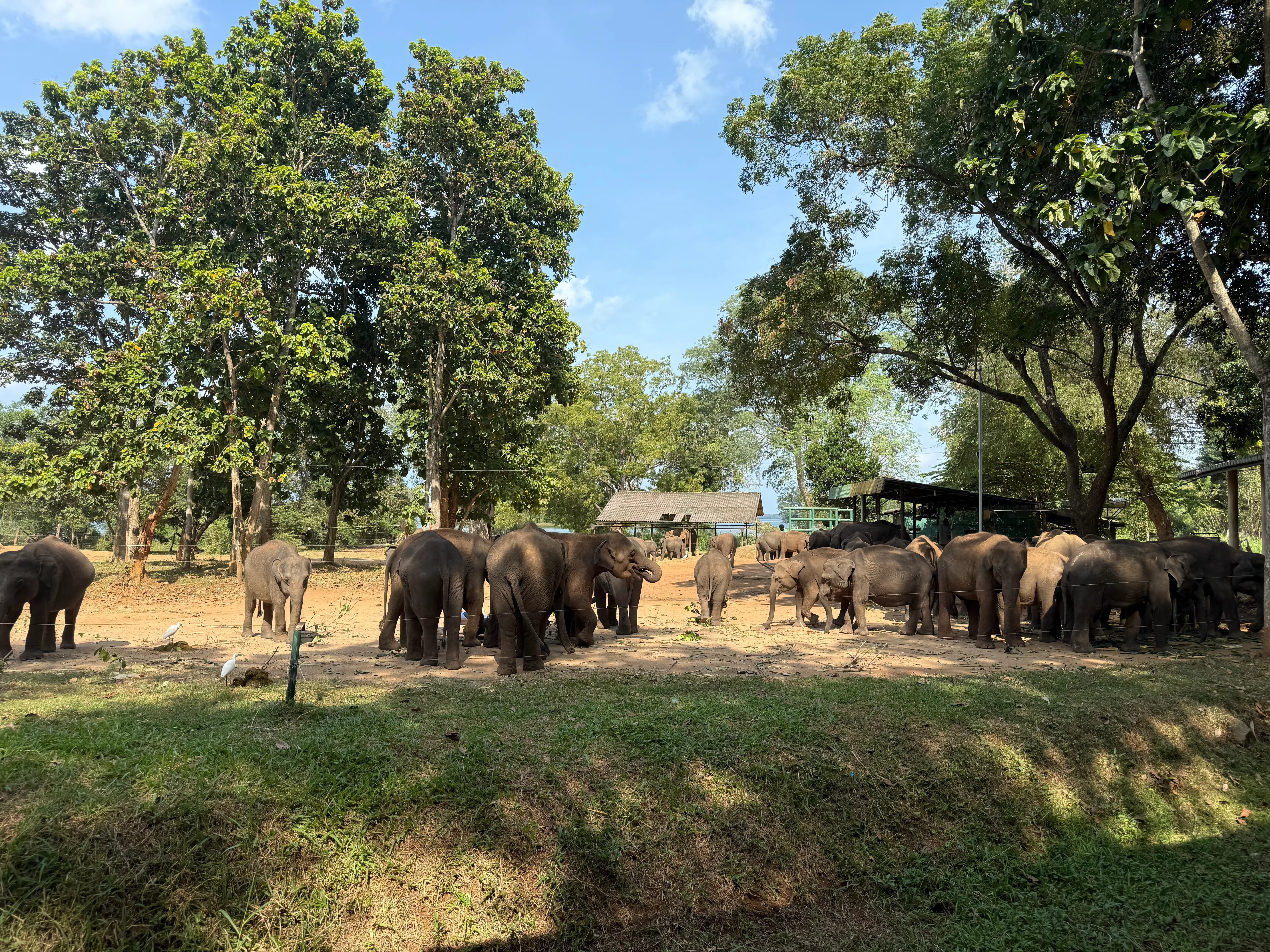 Pinnawala Elephant Orphanage