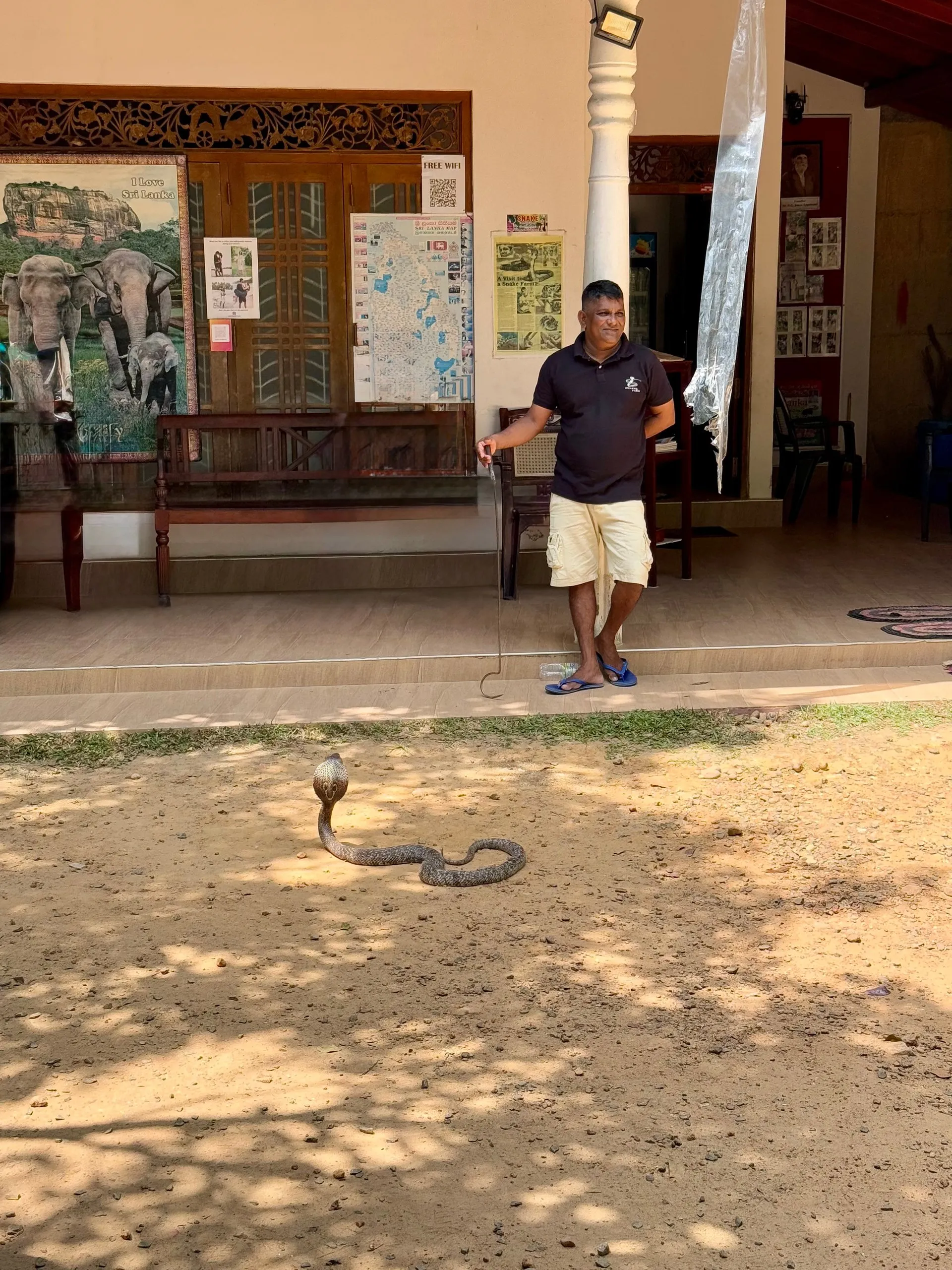 A cobra with its hood raised on the sandy yard of the farm, a keeper standing behind