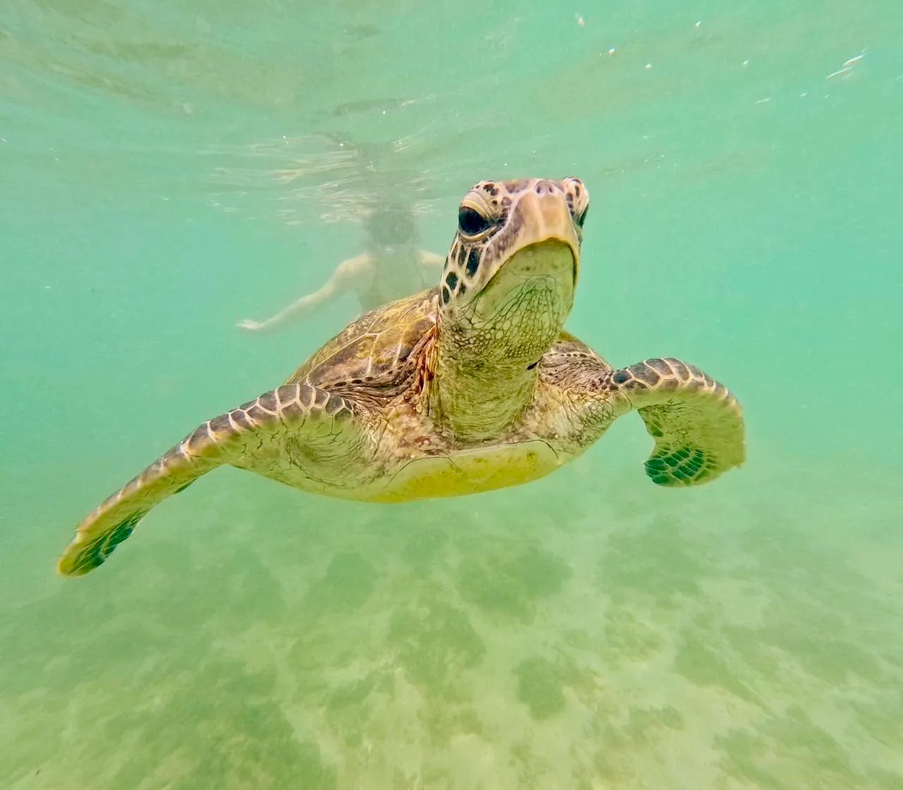 A green sea turtle swimming in clear shallow water above a sandy bottom, a snorkeller near the surface behind it