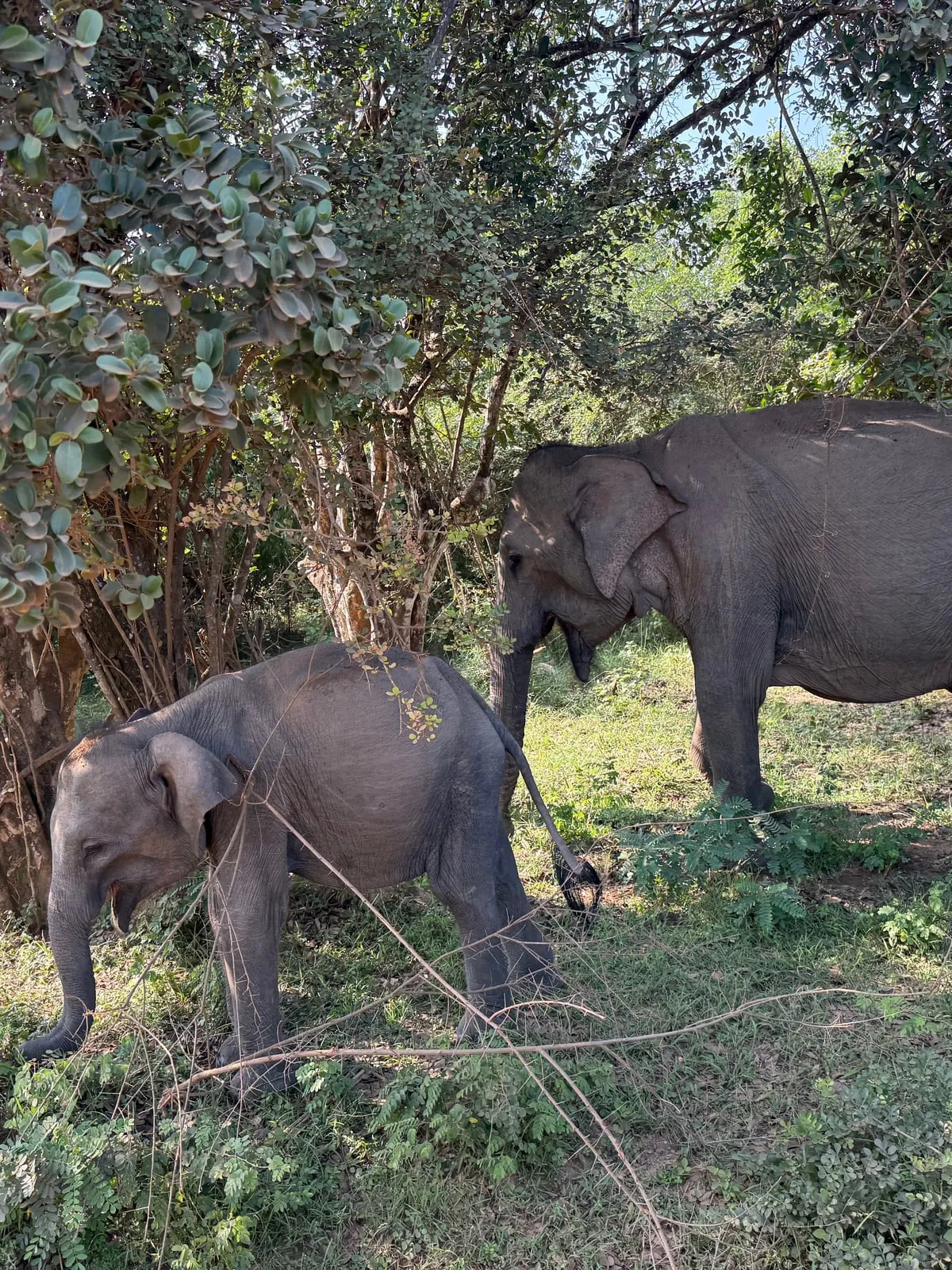 Two elephants grazing in the shade in Yala National Park